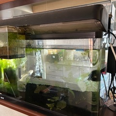 水槽、熱帯魚、お世話グッズ