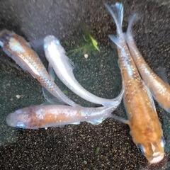 メダカ　朱光菊めだかの画像