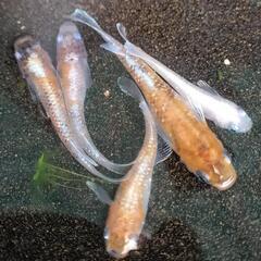 メダカ　朱光菊めだかの画像