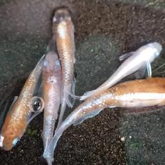 メダカ　朱光菊めだか