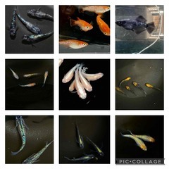 ☆　メダカ　有精卵　40個　☆