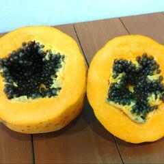 パパイヤ生種120粒発芽率高い！パパイヤ種