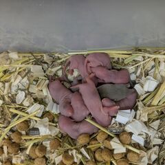 ファンシーラット　ベビー　茶
