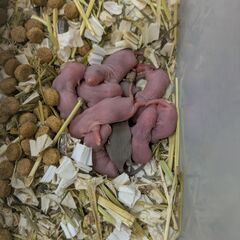 ファンシーラット　ベビー　茶 - ペット