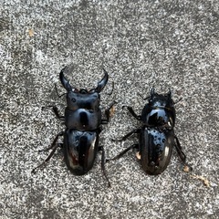 アマミヒラタクワガタ♂♀ペア