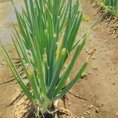 野菜　葉ネギの画像
