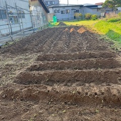30坪の畑に植える