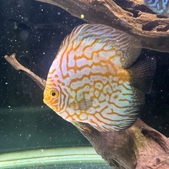 ディスカス