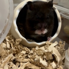 ゴールデンハムスター　クロクマ　男の子