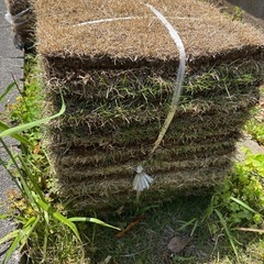 芝生　高麗芝　シバフの画像