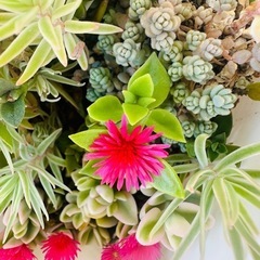 多肉植物 覆輪万年草 小人の祭り タイトゴメ ダシフィルムの画像