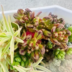 多肉植物 覆輪万年草 小人の祭り タイトゴメ ダシフィルムの画像