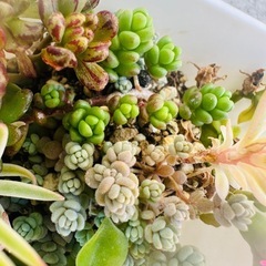 多肉植物 覆輪万年草 小人の祭り タイトゴメ ダシフィルムの画像