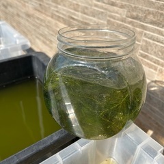 水草　マツモの画像