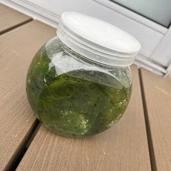 水草　マツモの画像
