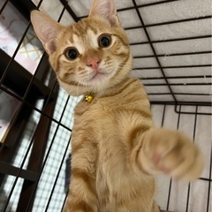 人懐っこい甘えん坊の茶トラくんの新しい家族を探しています