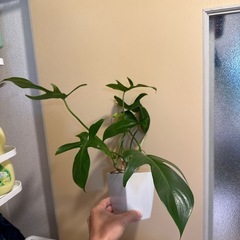 ヤッコカズラ　観葉植物の画像