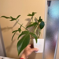ヤッコカズラ　観葉植物