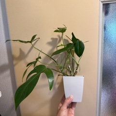 ヤッコカズラ　観葉植物の画像