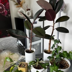 植物5