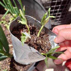 空芯菜　苗4本