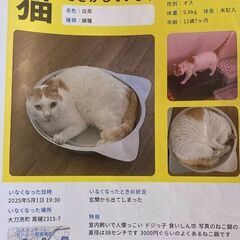 大刀洗町高樋、茶白の男の子、耳カット無し、首輪無しの猫を探してい...