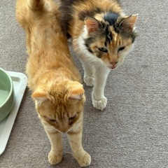 三毛猫　長毛の家族になって下さい！ - 猫