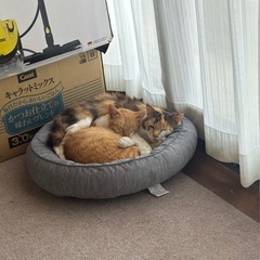 三毛猫　長毛の家族になって下さい！ - 善通寺市
