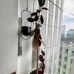 植物5の画像
