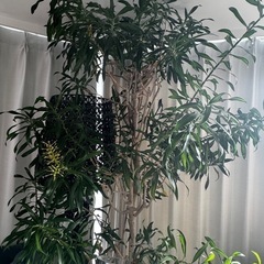 植物5の画像