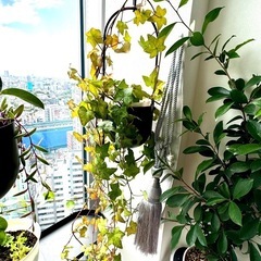 植物6の画像