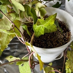 植物6の画像