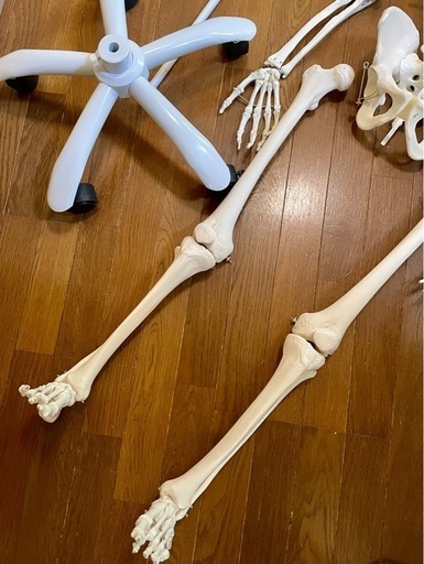人体骨格模型　等身大模型