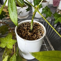 植物6の画像