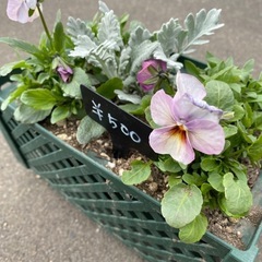 寄せ植えの画像