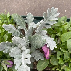 寄せ植えの画像