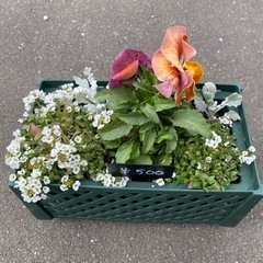 寄せ植え