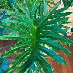 観葉植物 セローム ②