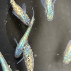 【メダカ屋　恵作めだか】　累代　ネプチューン　写真は現物　ランダ...