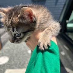 子猫　生後1ヶ月半