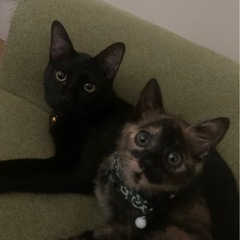 黒猫ちゃん
