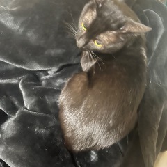 黒猫ちゃん