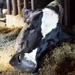 🐮未経験者でも安心して働けます 道外から訪問される方助成します 免許の助成もします まずはご連絡下さい！楽しく働きましょう！！の画像