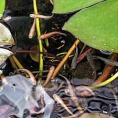 【受付終了】メダカ差し上げます🐟③の画像