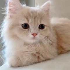 ⭐︎所沢⭐︎ママ友またはパパ友募集⭐︎