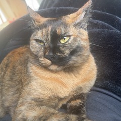 さび猫の女の子