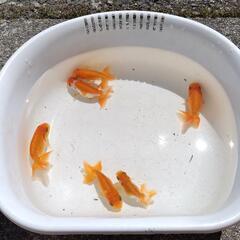 金魚  らんちゅう