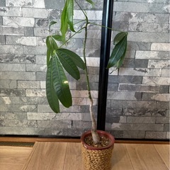 観葉植物 パキラ 47cm 差し上げますの画像