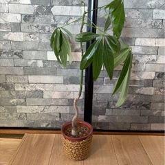 観葉植物 パキラ 47cm 差し上げます