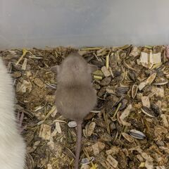 ファンシーラット　ベビー　茶 − 東京都
